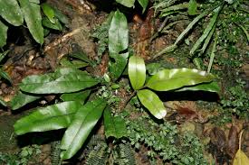 Image result for Lomariopsis