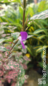 Image result for Hypoestes cancellata