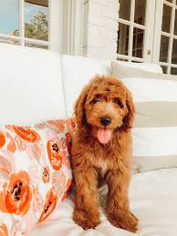 Virginia and pennsylvania, we ship goldendoodle puppies all over the country. Red Mini Goldendoodle Winnie Pup Dog Puppy Doodle F1b Puppies Cute Dogs Cute Animals