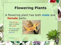 The pine tree has female cones at the top. Flower Dissection Activity Review Ppt Download