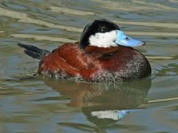 Ruddy Duck Wikipedia