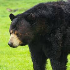 Klosowski said wyoming game agents have spotted black bears traveling across the state toward eastern. Are There Bears In Iowa Dickinson County Conservation Board