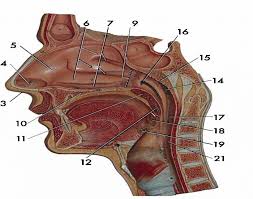 Labeled nasal cavity, sinuses and ear images. Oral Nasal Cavity Model