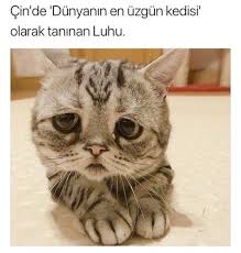 Tatlimmm Alti Ustu Bir Kedisin Neye Bu Kadar Uzdun Kendini Sevimli Hayvan Yavrulari Sevimli Kediler Ve Guzel Kediler