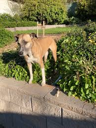 Yass Lost and Found Pets