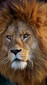 Its resolution is 3840px x 2160px, which can be used on your desktop, tablet or mobile devices. Lion 4k Mobile Wallpaper Wallpapers Share