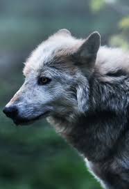 Search for text in self post contents. Wolf Wolfdog Husky ãŠã—ã‚ƒã‚Œã¾ã¨ã‚ã®äººæ°—ã‚¢ã‚¤ãƒ‡ã‚¢ Pinterest Marisa ç‹¼çŠ¬ å‹•ç‰© ã‚ªã‚ªã‚«ãƒŸ