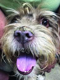 Although separate entities, prednisone and prednisolone are often considered bioequivalent we began to see results within a week or so but for some dogs it takes longer if it's a food allergy that is the problem. Steroids For Dogs Pros Cons Whole Dog Journal