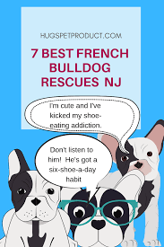 A great place to start would be by starting. 11 Best French Bulldog Rescues Nj French Bulldog Rescue French Bulldog Bulldog