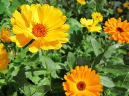 Ringelblumensalbe Mit Kokosfett Selbst Gemacht