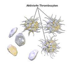 Leider kann ich mit dem wenig anfangen. Thrombozyten Anthrowiki
