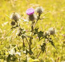 Rotations out of forage crops to annual crops will eliminate biennial thistle. Scotch Thistle Information How To Control Scotch Thistle In Lawns And Gardens