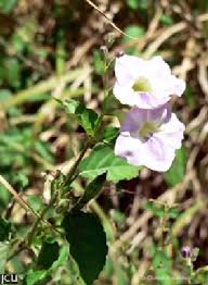 Image result for Asystasia guttata