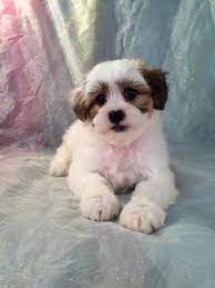 Maybe you would like to learn more about one of these? Shih Tzu Bichon Puppies For Sale Shih Tzu Bichon Breeder In Iowa