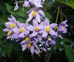 Image result for Solanum seaforthianum