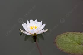 [Hình: images?q=tbn:ANd9GcQoHiaVR2rnYBc0C2VIW5G...U&usqp=CAU]