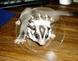 Healthy Vs Sick Sugar Gliders Critter Love Sugar Glider Pets Food More