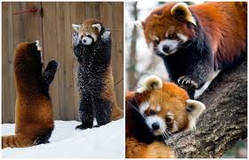 Krasnaya Panda Samoe Ocharovatelnoe Zhivotnoe Zemli Pikabu