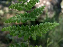 Image result for Anemia angolensis