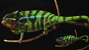Chameleons Change Color By Tuning Tiny Crystals In Their Skin Scientists Say Chameleon Changing Color Chameleon Color Chameleon