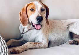 Bluetick coonhound info, temperament, puppies, mix, pictures. He Ain T Nothin But A Hound Dog Should He Be Yours Pittsburgh Post Gazette