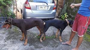 This price range is for the typical american doberman. Doberman Stud Service Other Services Pangasinan Philippines Hydra777