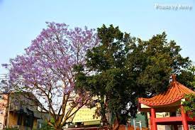 藍花楹 又再次跟你相遇了 anny s秘密花園 痞客邦 plants growing