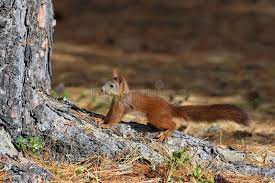 Sciurus Vulgaris Red Squirrel In September On The Yamal Peninsula Sciurus Vulg Spon Squirrel September Red Sciurus Red Squirrel Squirrel Habitats