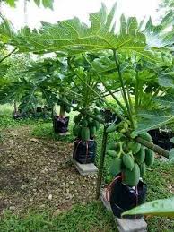 Kaedah menyemai dan menanam betik. Anak Pokok Betik Sekaki Berbunga Agro Farm Trading Facebook