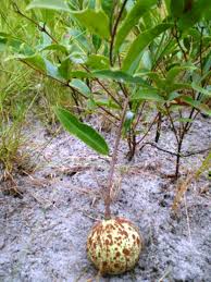 Image result for Landolphia owariensis