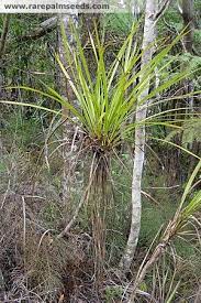 Check spelling or type a new query. Dwarf Cabbage Tree Cordyline Pumilio Planting Flowers Species South America