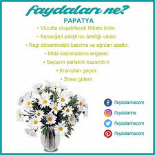 Papatya Faydalari Nelerdir Papatya Saglik Bitki Dogal