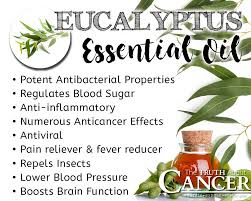 It has a soothing fragrance and powerful healing properties. Eucalyptus Essential Oil Has Been Used By The Aboriginal People Of Australia To Protect Essential Oils For Skin Eucalyptus Essential Oil Essential Oil Benefits
