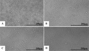 The produced virus is secreted into culture medium after infection. Structural Investigation Of C6 36 And Vero Cell Cultures Infected With A Brazilian Zika Virus
