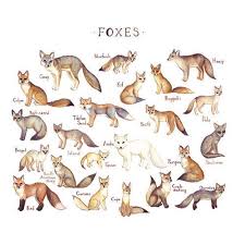 Fox Illustrations Names Fox Art Print Fox Art Fox Illustration