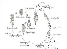 Hence, they are called amphibians of plant kingdom. Bryophytes Lifecycle Ohio Plants