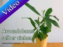Damit Der Avocadobaum Gut Gedeiht Geben Wir Ihnen In Diesem Video Tipps Zum Pflanzen Schneiden Und Wachsen Avocado Baum Avocadobaum Avocado Pflanze