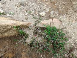 Image result for Moorochloa eruciformis