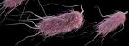 Risultati immagini per escherichia coli