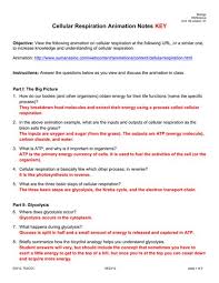 Pogil answer key cellular respiration. Cellular Respiration Pogil Worksheet Answer Key Studylib Net Essys Homework Help Flashcards Research Andersen Walks You Through The Cellular Respiration Lab Intro Music Atributiontitle Dirutshek