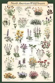 North American Wildflowers Educational Science Chart Poster