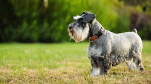 All of our puppies are cute and adorable and can't wait to go to their new caring and loving homes to be adored for the rest of their lives. Miniature Schnauzer Puppies For Sale Nyc Central Park Puppies