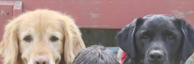 Newsletter of the International Society of Veterinary Ophthalmology  December 2014 Editor Claudio Peruccio Editorial Team Paulo