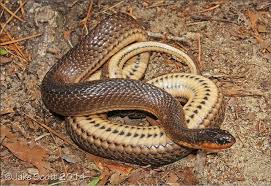 Black And Orange Striped Snake Florida Glossy Crayfish Snake Liodytes Regina Rigida Rigida Snake Crayfish Glossy