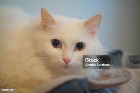 White Cute Scottish Fold Cat Stock Photo