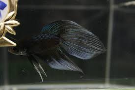Turns out a lot and yet not so much. Betta Fish Types Betta Splendens Aquariadise