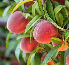 It was tested for years at the washington state university mt. Peach Nectarine Restoring Eden