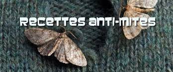 Les Solutions Naturelles Anti Mites Anti Mites Mites Alimentaire Mites Vetements