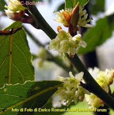 Fiori a grappolo marroni e gialli. Erbe E Piante Aromatiche Gruppi Di Cammino Di Bollate