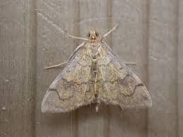 Image result for Anania perlucidalis